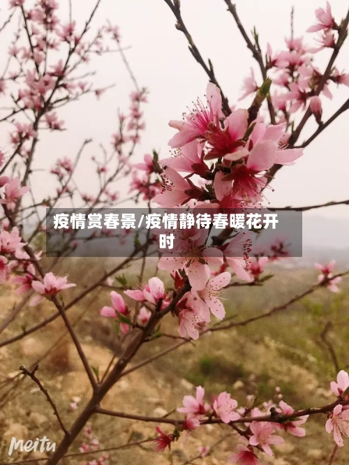 疫情赏春景/疫情静待春暖花开时-第2张图片